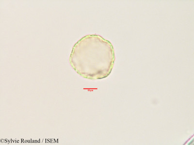 Sylvie.Rouland/Tambourissa_religiosa_3437/Tambourissa_religiosa_3437_0001(copy)_thumb.jpg