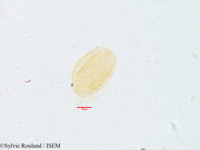 Sylvie.Rouland/Tamus_orientalis_3579/Tamus_orientalis_3579_0001(copy)_thumb.jpg