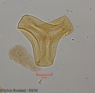 Sylvie.Rouland/Tapinanthus_bangwensis_2238/Tapinanthus_bangwensis_2238_0001(copy)_thumb.jpg
