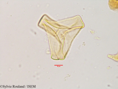 Sylvie.Rouland/Tapinanthus_globiferus_3634/Tapinanthus_globiferus_3634_0001(copy)_thumb.jpg