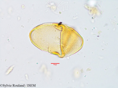 Sylvie.Rouland/Tapinanthus_globiferus_3688/Tapinanthus_globiferus_3688_0001(copy)_thumb.jpg