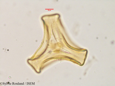 Tapinanthus ogowensis - lame n° 3632