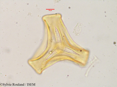 Tapinanthus ogowensis - lame n° 3632
