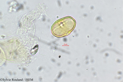 Sylvie.Rouland/Tauschia_coulteri_143/Tauschia_coulteri_143_0001(copy)_thumb.jpg