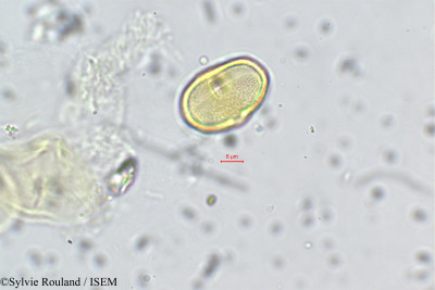 Tauschia coulteri - lame n° 143