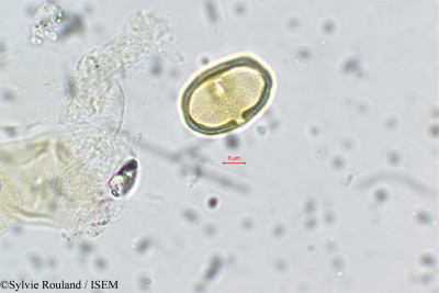 Tauschia coulteri - lame n° 143