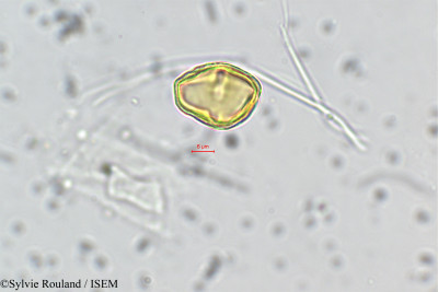 Tauschia coulteri - lame n° 143