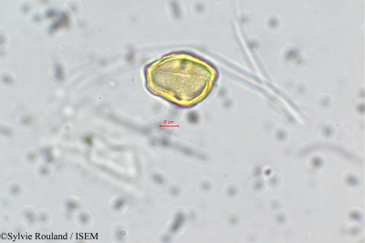 Tauschia coulteri - lame n° 143