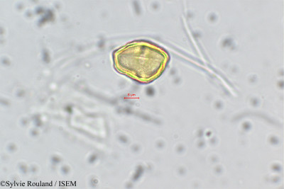 Tauschia coulteri - lame n° 143