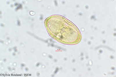 Sylvie.Rouland/Tauschia_nudicaulis_144/Tauschia_nudicaulis_144_0001(copy)_thumb.jpg