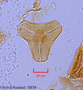 Sylvie.Rouland/Taxillus_amplifolius_1760/Taxillus_amplifolius_1760_0001(copy)_thumb.jpg