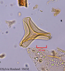 Sylvie.Rouland/Taxillus_clavatus_1757/Taxillus_clavatus_1757_0001(copy)_thumb.jpg