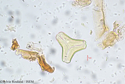Sylvie.Rouland/Taxillus_cuneatus_5563/Taxillus_cuneatus_5563_0001(copy)_thumb.jpg