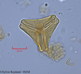 Sylvie.Rouland/Taxillus_griseus_1762/Taxillus_griseus_1762_0001(copy)_thumb.jpg