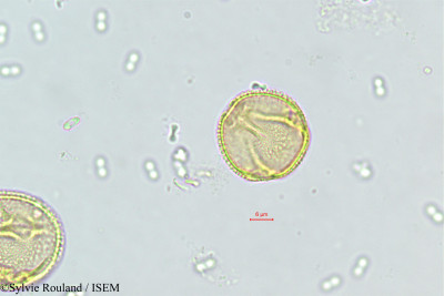 Sylvie.Rouland/Teclea_punctata_492/Teclea_punctata_492_0001(copy)_thumb.jpg