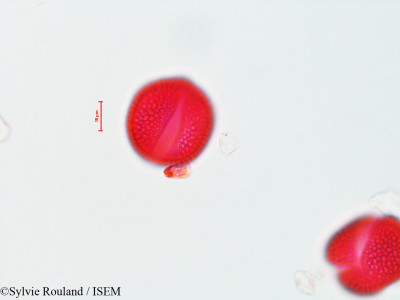 Tecoma radicans - lame n° 4457