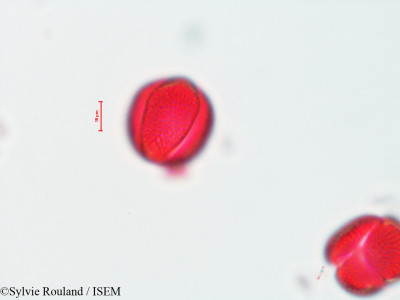 Tecoma radicans - lame n° 4457