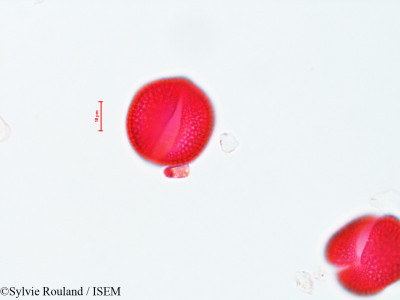 Tecoma radicans - lame n° 4457