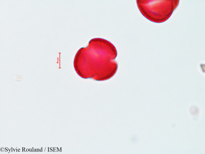 Tecoma radicans - lame n° 4457