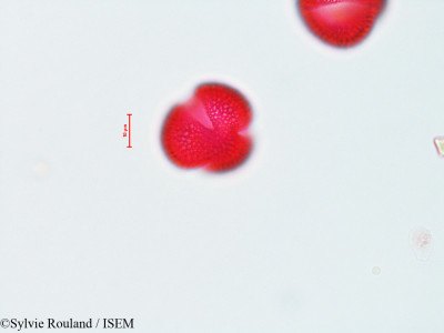 Tecoma radicans - lame n° 4457