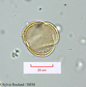 Sylvie.Rouland/Telephium_sphaerospermum_1626/Telephium_sphaerospermum_1626_0001(copy)_thumb.jpg