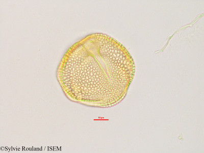 Sylvie.Rouland/Telfairia_pedata_2842/Telfairia_pedata_2842_0001(copy)_thumb.jpg