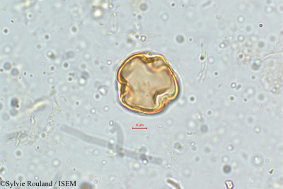 Sylvie.Rouland/Tephrosia_hirta_5137/Tephrosia_hirta_5137_0001(copy)_thumb.jpg