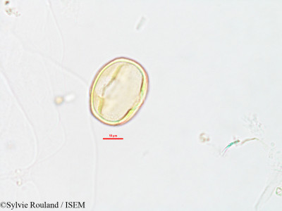 Sylvie.Rouland/Tephrosia_lyallii_2798/Tephrosia_lyallii_2798_0001(copy)_thumb.jpg