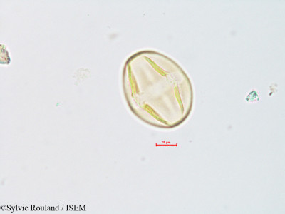 Sylvie.Rouland/Tephrosia_nana_14640/Tephrosia_nana_14640_0001(copy)_thumb.jpg