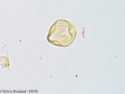Tephrosia nana - lame n° 14640