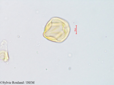 Tephrosia nana - lame n° 14640