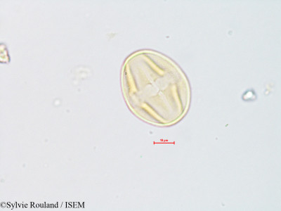 Tephrosia nana - lame n° 14640