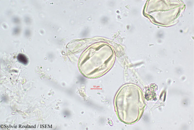 Tephrosia pulcherrima - lame n° 5577