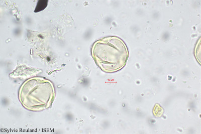 Tephrosia pulcherrima - lame n° 5577