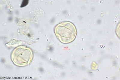 Tephrosia pulcherrima - lame n° 5577