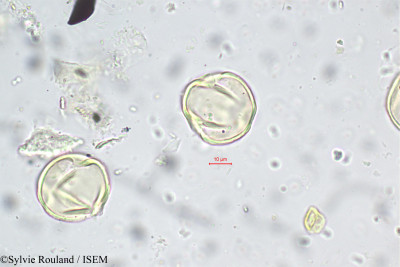 Tephrosia pulcherrima - lame n° 5577