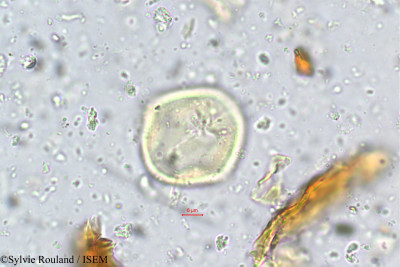 Tephrosia spinosa - lame n° 5583