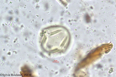 Tephrosia spinosa - lame n° 5583