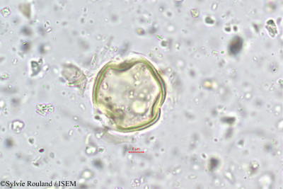 Tephrosia spinosa - lame n° 5583