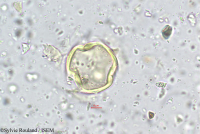 Tephrosia spinosa - lame n° 5583