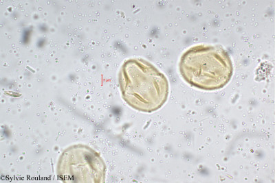 Tephrosia tinctoria - lame n° 5289