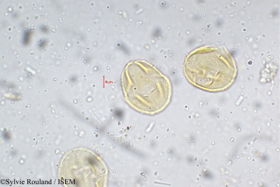 Tephrosia tinctoria - lame n° 5289