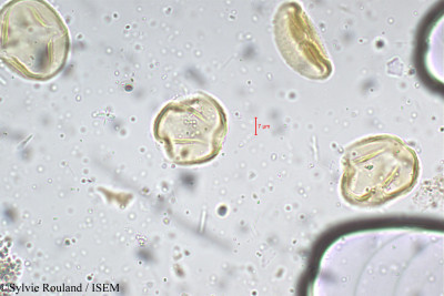 Tephrosia tinctoria - lame n° 5289