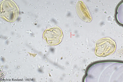 Tephrosia tinctoria - lame n° 5289