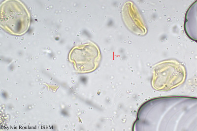 Tephrosia tinctoria - lame n° 5289