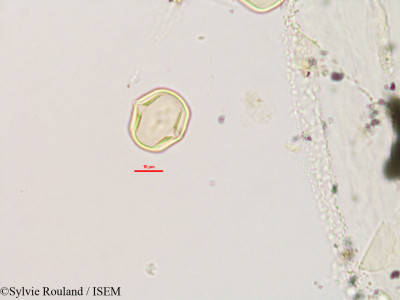 Teramnus labialis - lame n° 2802