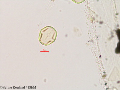 Teramnus labialis - lame n° 2802