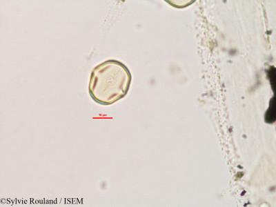 Teramnus labialis - lame n° 2802