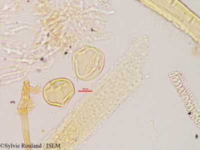Teramnus labialis - lame n° 2802