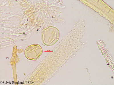 Teramnus labialis - lame n° 2802